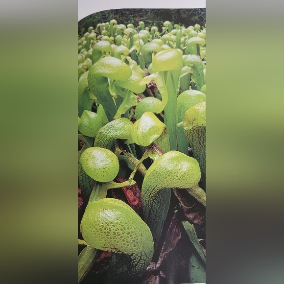 PLANT, The Ultimate Visual Reference to Plants and Flowers of the World - Picture 4 of 7